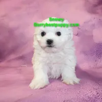 SNOWY, a male Maltese for sale in Littlerock, CA – Photo 1 of 3