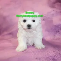 SNOWY, a male Maltese for sale in Littlerock, CA – Photo 3 of 3