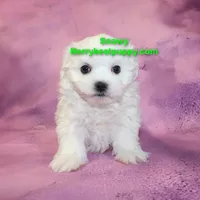 SNOWY, a male Maltese for sale in Littlerock, CA – Photo 2 of 3
