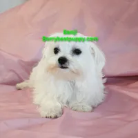 Benji, a male Maltese for sale in Littlerock, CA – 3 of 3