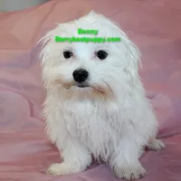 Benny, a male Maltese for sale in Littlerock, CA – 2 of 3