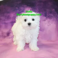 processed/a8e0c84f-b3b8-4950-b021-5f3544cdcf0f/listing/af76fb86-92b9-49f8-8850-a80b8bad749c/94aa49ac-8509-48c0-a6d9-c863aee6f717