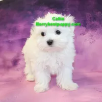 processed/a8e0c84f-b3b8-4950-b021-5f3544cdcf0f/listing/af76fb86-92b9-49f8-8850-a80b8bad749c/a6838561-e475-4255-90d6-33141dfe90ee