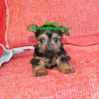 Gumby, a male Yorkshire Terrier for sale in Littlerock, CA – Photo 2 of 3