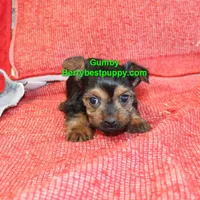 Gumby, a male Yorkshire Terrier for sale in Littlerock, CA – Photo 1 of 3