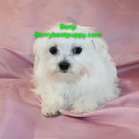 Benji, a male Maltese for sale in Littlerock, CA – 2 of 3