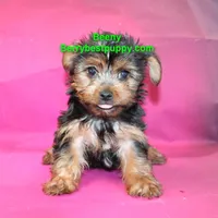 Beeny, a male Yorkshire Terrier for sale in Littlerock, CA – Photo 3 of 3