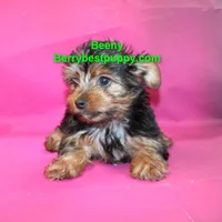 Beeny, a male Yorkshire Terrier for sale in Littlerock, CA – Photo 2 of 3
