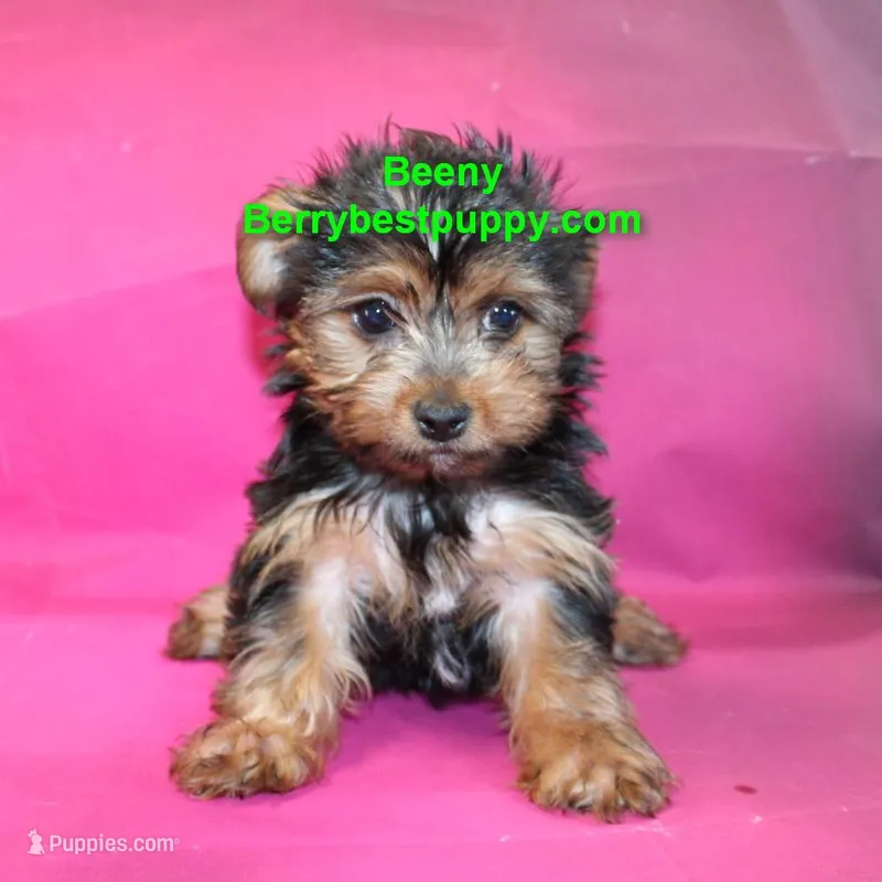 Beeny, a male Yorkshire Terrier for sale in Littlerock, CA – Photo 1 of 3