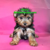 Beeny, a male Yorkshire Terrier for sale in Littlerock, CA – Photo 1 of 3
