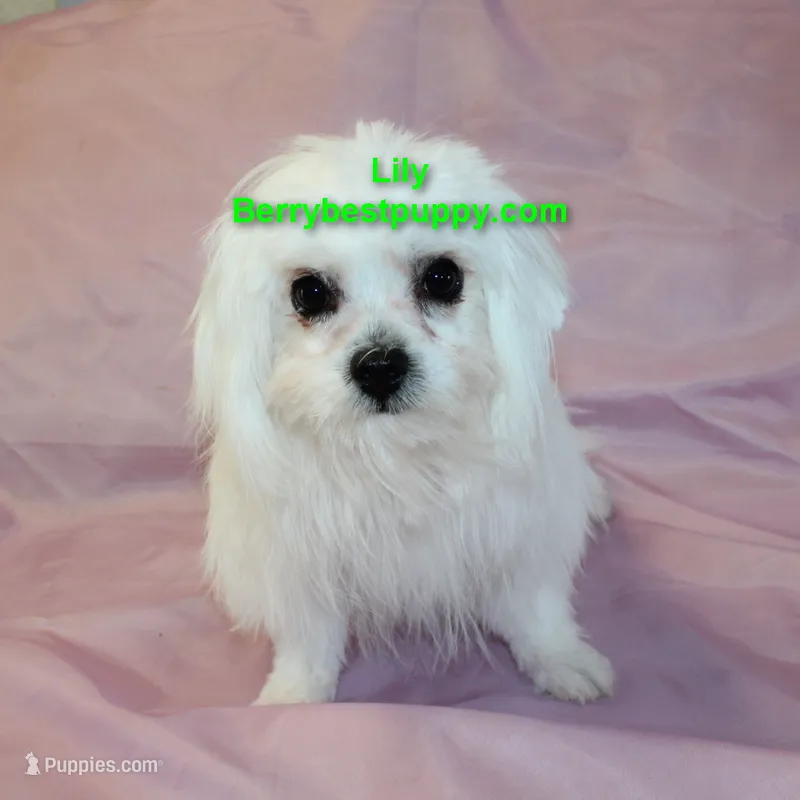 Lily – Maltese puppy for sale in Littlerock, CA