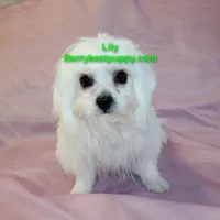 Lily, a female Maltese for sale in Littlerock, CA – 1 of 3