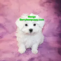 Mango, a male Maltese for sale in Littlerock, CA – Photo 3 of 3