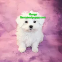 Mango, a male Maltese for sale in Littlerock, CA – Photo 2 of 3