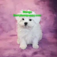 Mango, a male Maltese for sale in Littlerock, CA – Photo 1 of 3