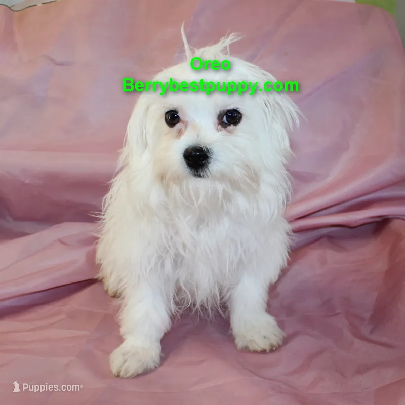 Oreo – Maltese puppy for sale in Littlerock, CA