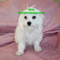 Oreo, a male Maltese for sale in Littlerock, CA – 1 of 3