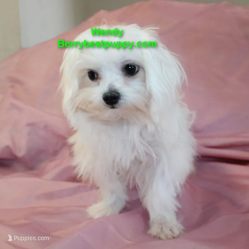Wendy – Maltese puppy for sale in Littlerock, CA