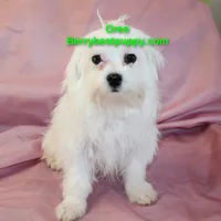 Oreo, a male Maltese for sale in Littlerock, CA – 2 of 3