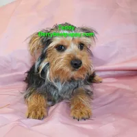 Teddy, a male Yorkshire Terrier for sale in Littlerock, CA – 3 of 3