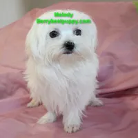 Melody, a female Maltese for sale in Littlerock, CA – 1 of 3