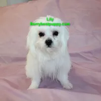 Lily, a female Maltese for sale in Littlerock, CA – 2 of 3