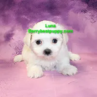 Luna, a female Maltese for sale in Littlerock, CA – Photo 3 of 3