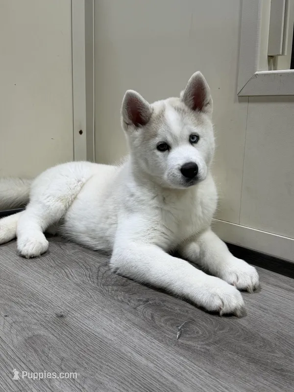 Elsa – Pomsky puppy for sale in West Palm Beach, FL