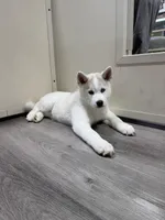 Elsa, a female Pomsky for sale in West Palm Beach, FL – Photo 4 of 5