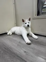 Elsa, a female Pomsky for sale in West Palm Beach, FL – Photo 5 of 5