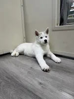 Elsa, a female Pomsky for sale in West Palm Beach, FL – Photo 3 of 5