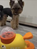 Ollie , a male Yorkshire Terrier for sale in San Diego Country Estates, CA – Photo 3 of 3