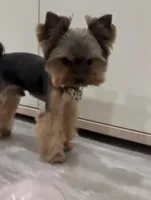 Ollie , a male Yorkshire Terrier for sale in San Diego Country Estates, CA – Photo 2 of 3