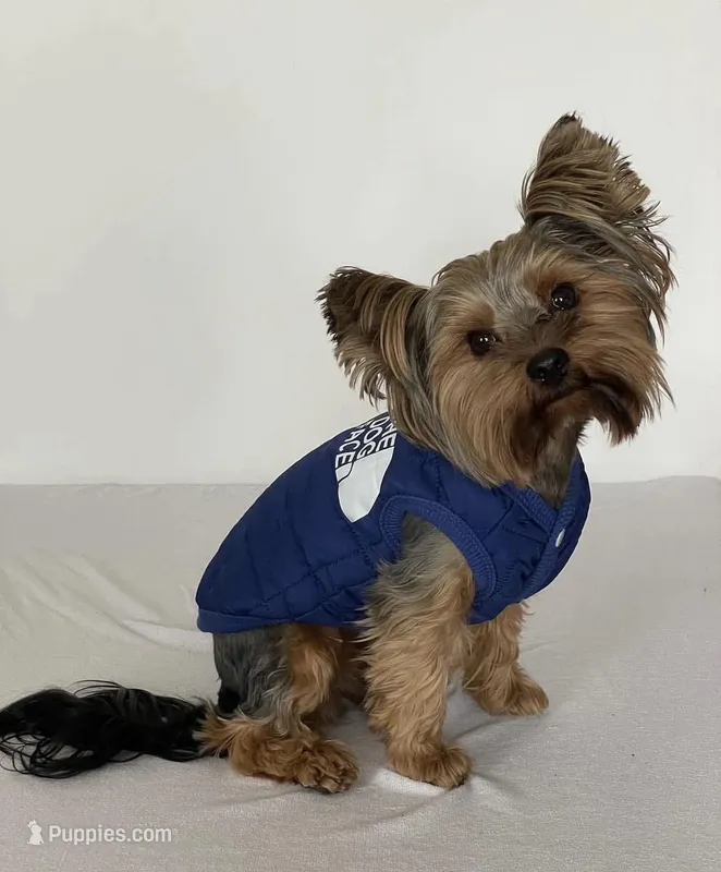 Ollie  – Yorkshire Terrier puppy for sale in San Diego Country Estates, CA