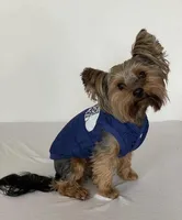 Ollie , a male Yorkshire Terrier for sale in San Diego Country Estates, CA – Photo 1 of 3