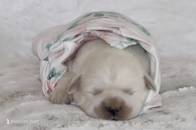 Willow  – English Cream Golden Retriever puppy for sale in Ewing, IL