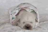 Willow , a female English Cream Golden Retriever for sale in Ewing, IL – 1 of 6