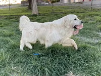 Serenity , a female English Cream Golden Retriever for sale in Ewing, IL – 3 of 6