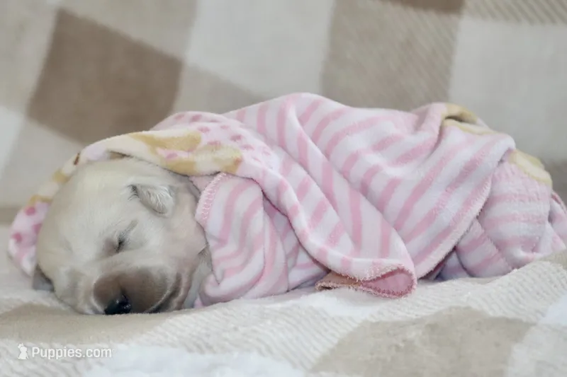 Serenity  – English Cream Golden Retriever puppy for sale in Ewing, IL