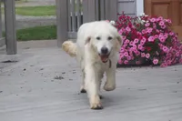 Willow , a female English Cream Golden Retriever for sale in Ewing, IL – 3 of 6