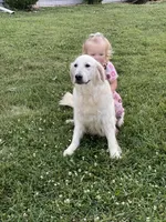 Serenity , a female English Cream Golden Retriever for sale in Ewing, IL – 6 of 6