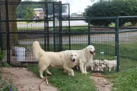 Willow , a female English Cream Golden Retriever for sale in Ewing, IL – 6 of 6