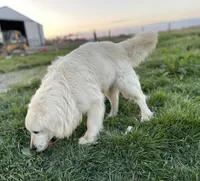 Bruno, a male English Cream Golden Retriever for sale in Ewing, IL – 3 of 4
