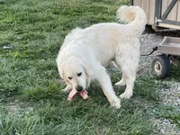 Bruno, a male English Cream Golden Retriever for sale in Ewing, IL – 2 of 4