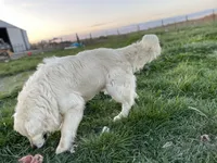 Bruno, a male English Cream Golden Retriever for sale in Ewing, IL – 4 of 4