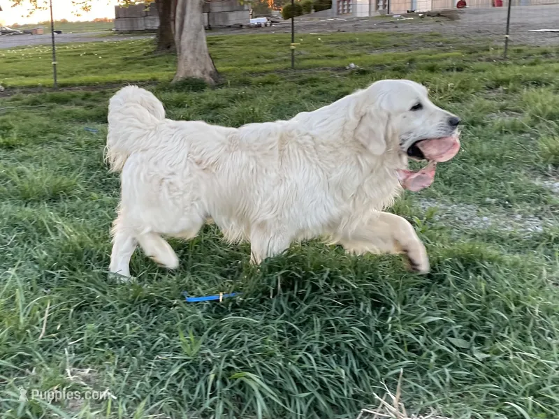 Bruno, a male English Cream Golden Retriever for sale in Ewing, IL – 1 of 4