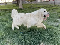 Bruno, a male English Cream Golden Retriever for sale in Ewing, IL – 1 of 4