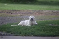 Willow , a female English Cream Golden Retriever for sale in Ewing, IL – 5 of 6