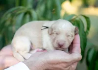 Sol, a male Bordoodle for sale in Springfield, MO – 4 of 4