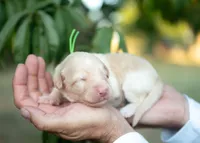 Honey, a female Bordoodle for sale in Springfield, MO – 4 of 5